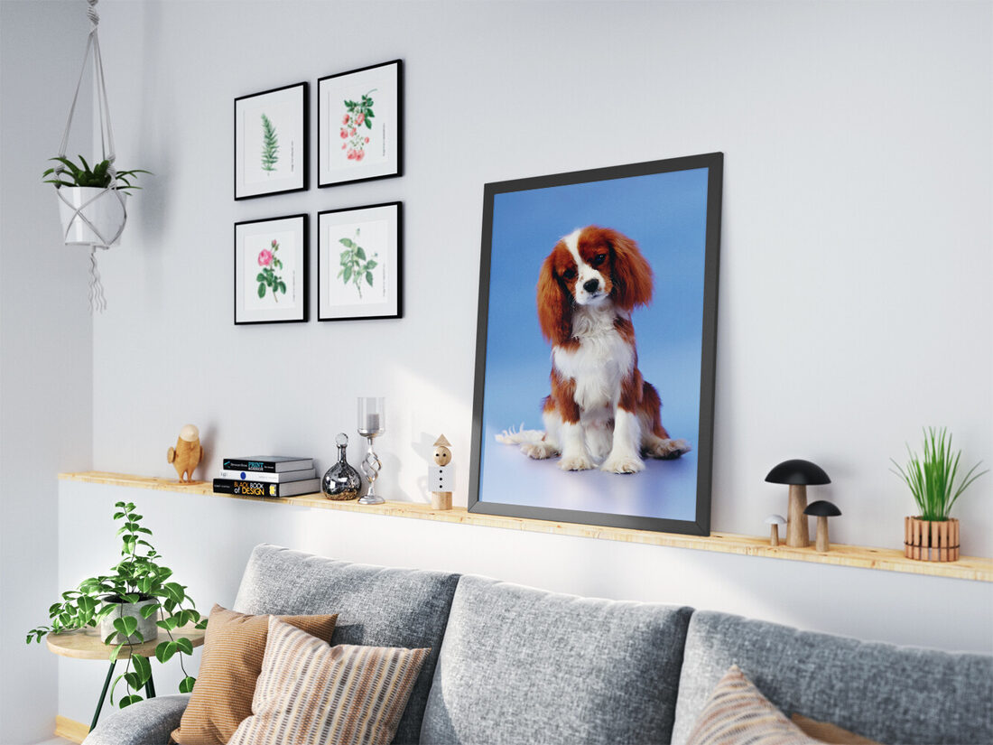 A charming Cavalier King Charles Spaniel puppy with chestnut and white fur sits on a bright blue background, looking forward.