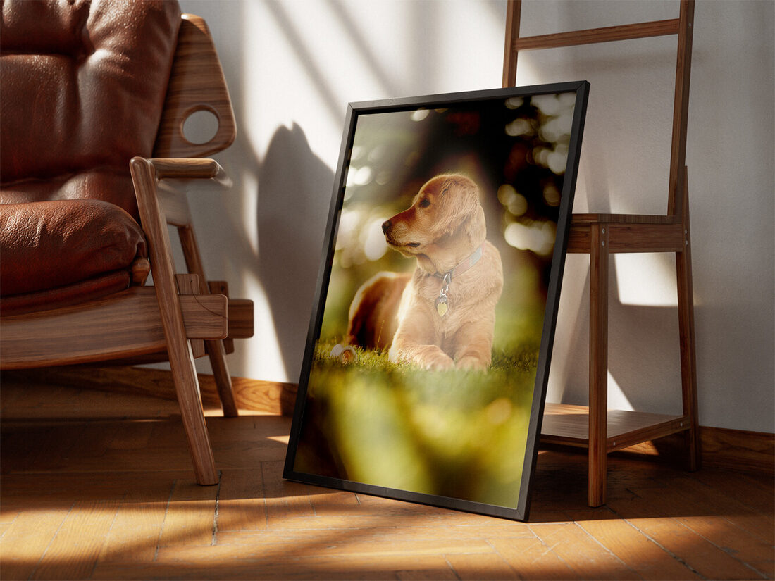 A golden retriever dog with soft golden fur, wearing a collar and heart-shaped tag, lies calmly on lush green grass, looking left with a blurred backg